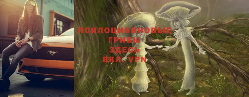 Псилоцибиновые грибы Magic Shrooms  Заволжье 